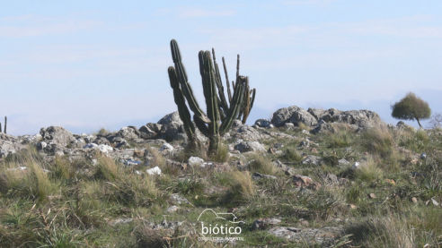 Biótico Consultoria Ambiental