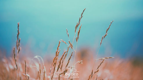 Biótico Consultoria Ambiental
