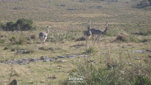 Biótico Consultoria Ambiental